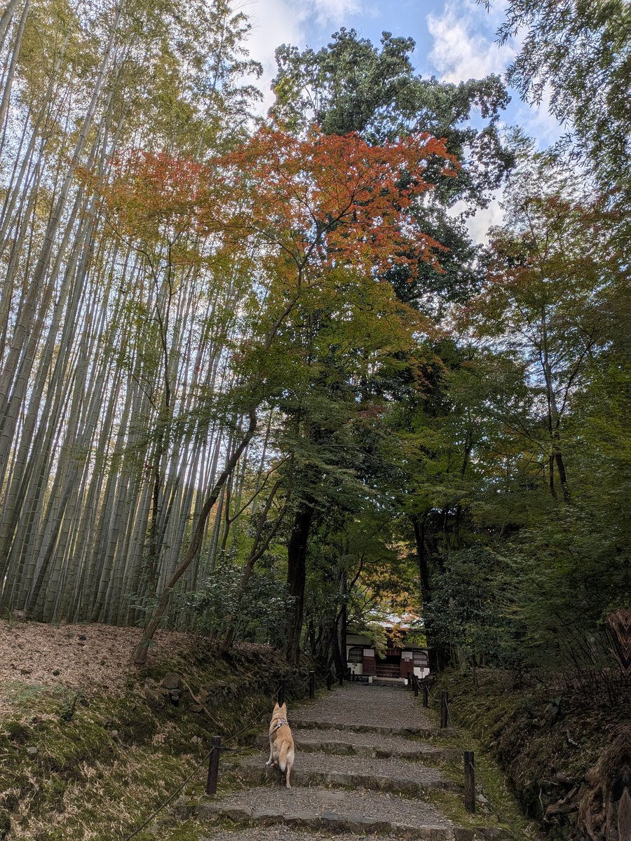 jizoin1367's tweet photo. 【くうちゃんの紅葉情報2025】
今年も紅葉🍁シーズンとなりました。くうちゃんが皆様に今の色付き具合をお知らせします！
今年は朝晩が冷えるので、地蔵院としましては早めの展開となっています。この週末以降、低気温がぐんと下がる予報ですので、一気に紅葉は進みそうです。
#紅葉情報　#地蔵院　#竹寺　#寺犬くうちゃん