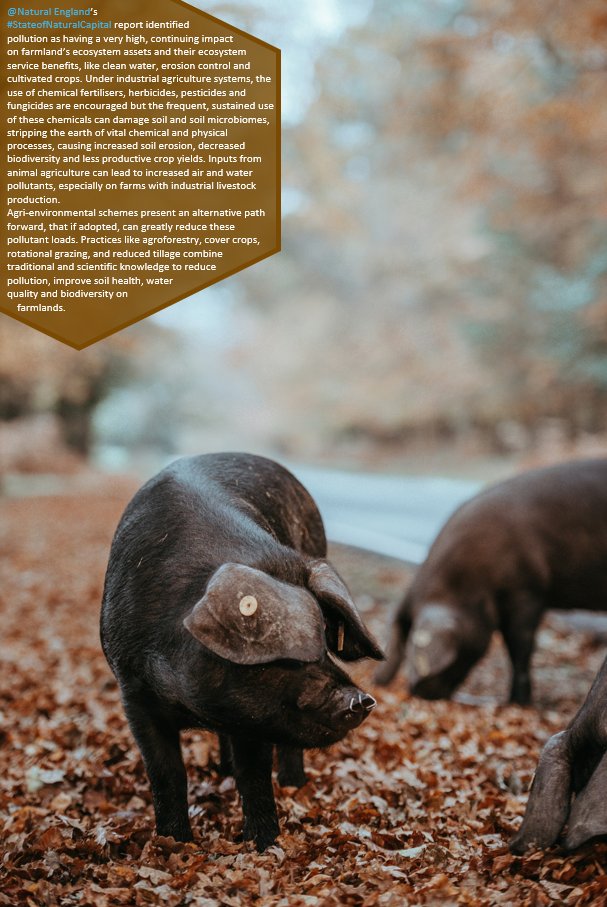 NCS has worked with farmers to map how to increase biodiversity and #ecosystemservices on their land, and how they can practically afford to adopt these changes, see: tinyurl.com/bjtsb82d

#SoNC report: tinyurl.com/mu2ycjua
📸: Annie Spratt, Unsplash