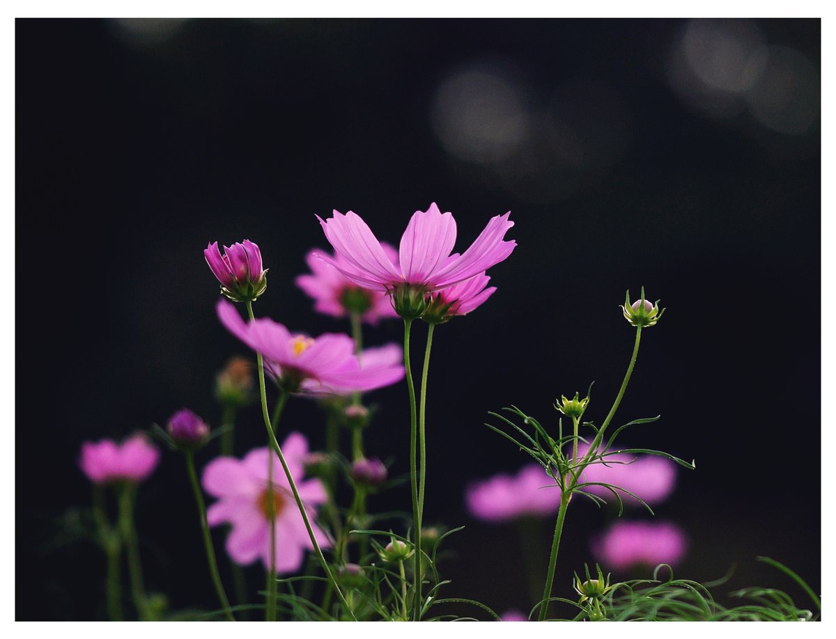 🐰𝚁𝚒𝚗𝚛𝚒𝚗…📸♥️𓂃ꕤ︎︎·͜· (@7725rirarin) / Posts / X