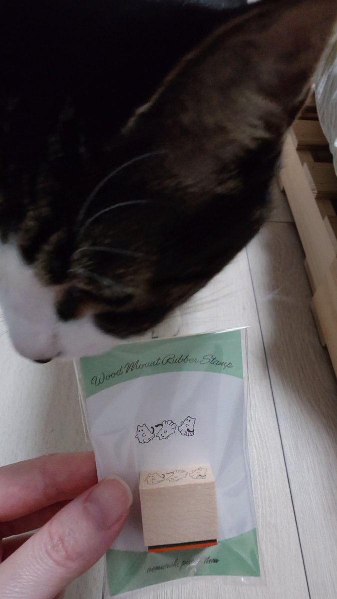 TurnUpYourLight's tweet image. ねこ休み展でひとめぼれしてお迎えさせていただきましたฅ^•ω•^ฅ✨
いっぱい並ぶととても可愛いです🥰