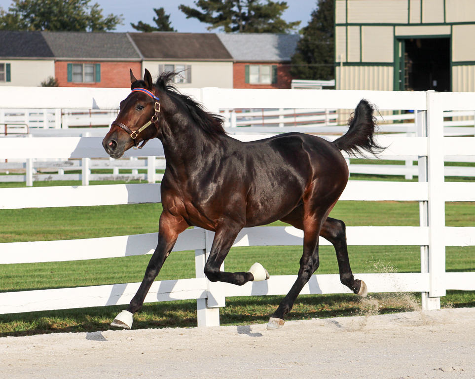 11/13/2025  SUPER CHAPTER - 3YOC - CHAPTER   SEVEN - LIFETIME PURSUIT - CANTAB HALL WINNER G3 MATRON STAKES IN   1:51.2