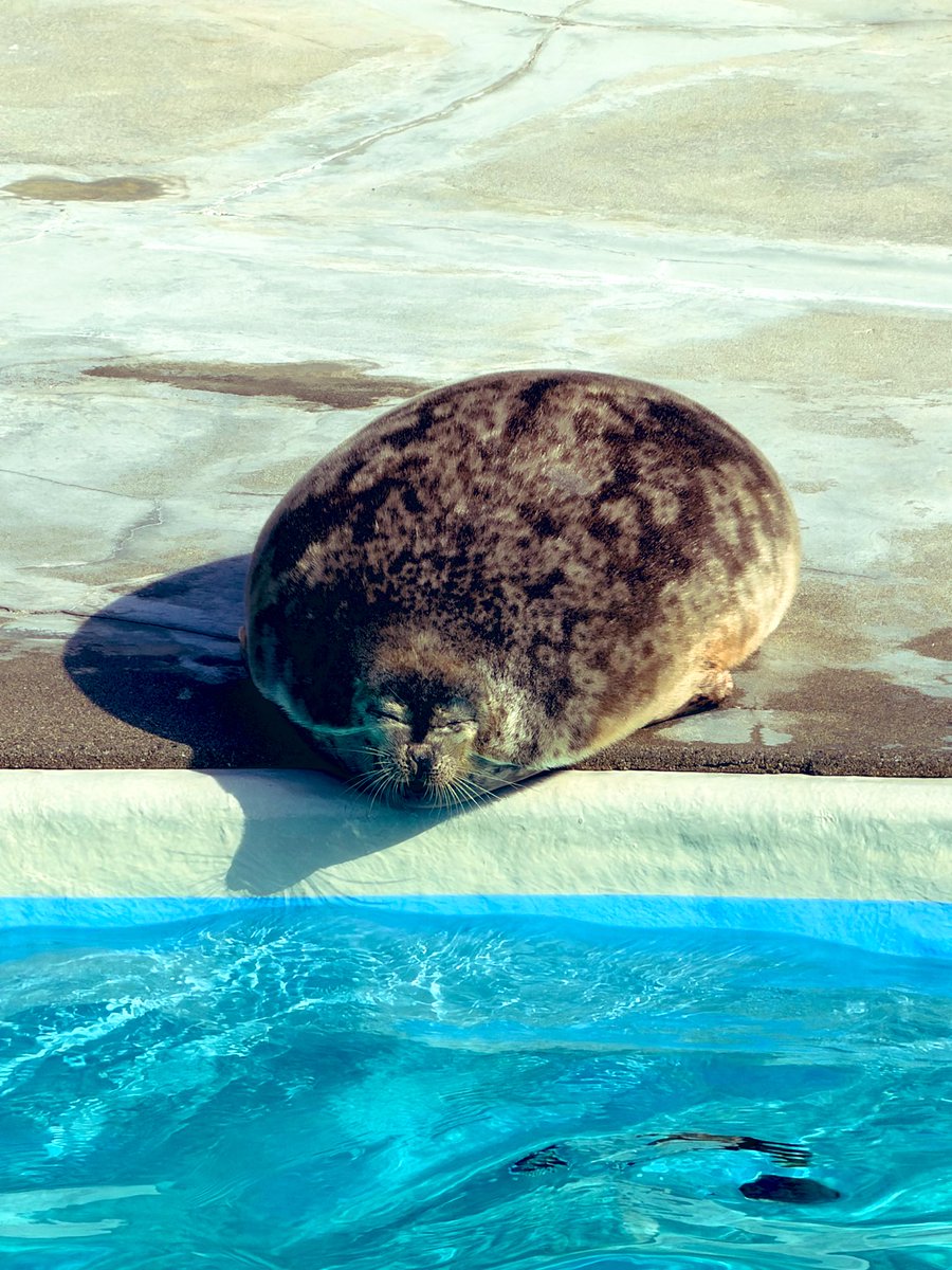 まんじゅうもあげる