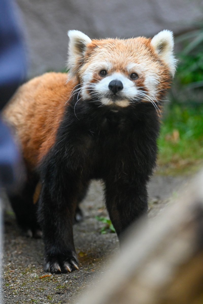 redpanda_p's tweet image. 久しぶりに会えた🤍

#那須どうぶつ王国
#nasuanimalkingdom 
#アジアの森
#レッサーパンダ
#redpanda
#ジジ
2025.11
