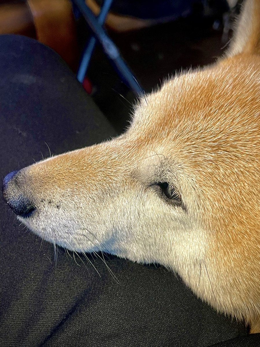 ｲｯﾇの鼻にある この3点ポツ大好きすぎる
柴犬だいたいこのオリオンある気がする　かわいい