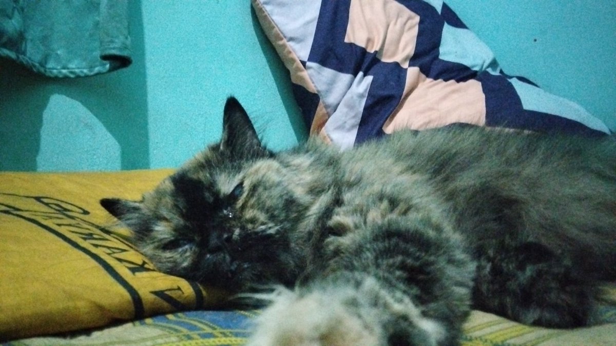 habis nyobain kalkulator online buat takar makanannya, selama ini 40gr/hari padahal harusnya 49gr/hari 😭😭😭

pantes lemes terus, maaf ingyh