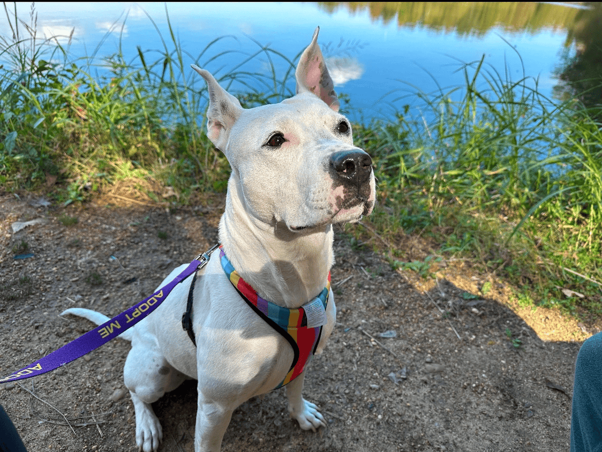 Thinking of adopting or fostering, but not quite sure if you're ready? Give Foster Field Trips a try! You and one of our pets – like Opal – can spend the day together, exploring pet-friendly spaces. 

Apply today to get started: heyor.ca/bIVSdP