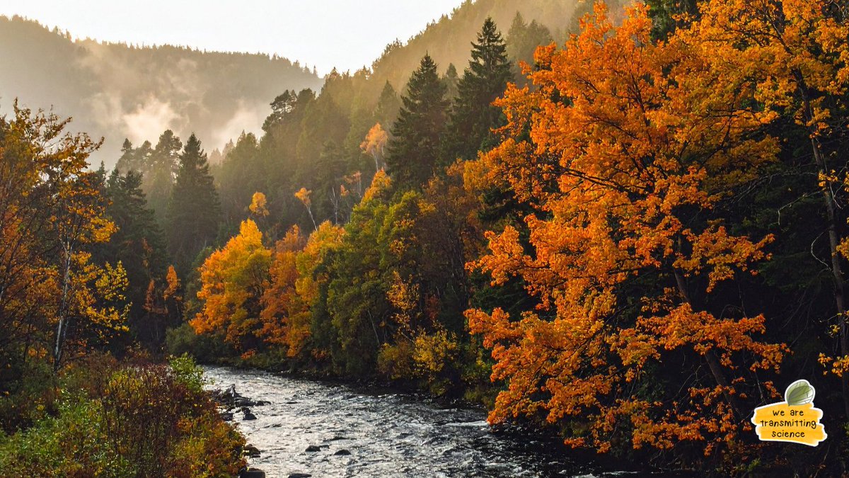 TransmitScience's tweet image. There’s a beauty in this slow turn of the season. The light softens and it feels like the right time to think, to write, to let ideas mature quietly.
What helps you stay inspired as the days grow shorter?

#WeareTransmittingScience #AcademicLife #LifeInScience 🌾📚✨