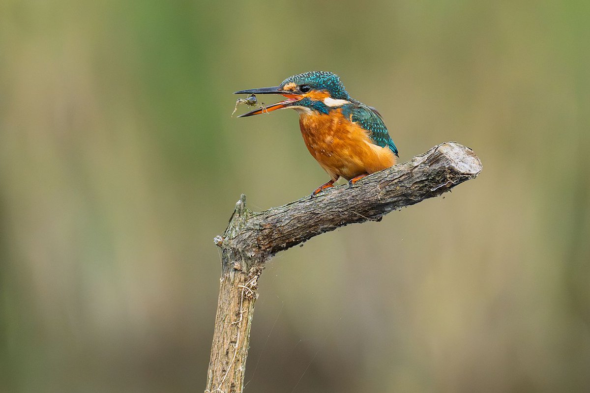 Hawk and Owl Trust tweet media