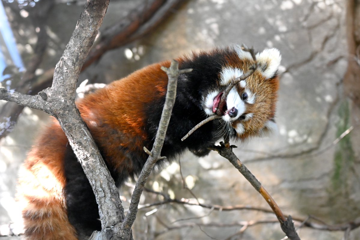 redpanda_p's tweet image. グミちゃんと子パン🥰

#那須どうぶつ王国
#nasuanimalkingdom 
#アジアの森
#レッサーパンダ
#redpanda
#レッサーパンダの赤ちゃん
#グミ
2025.11