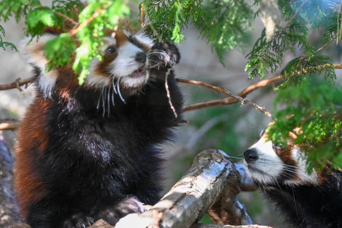 redpanda_p's tweet image. グミちゃんと子パン🥰

#那須どうぶつ王国
#nasuanimalkingdom 
#アジアの森
#レッサーパンダ
#redpanda
#レッサーパンダの赤ちゃん
#グミ
2025.11