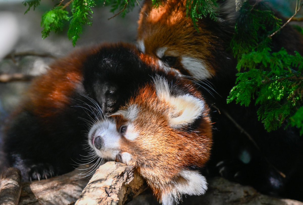 redpanda_p's tweet image. グミちゃんと子パン🥰

#那須どうぶつ王国
#nasuanimalkingdom 
#アジアの森
#レッサーパンダ
#redpanda
#レッサーパンダの赤ちゃん
#グミ
2025.11