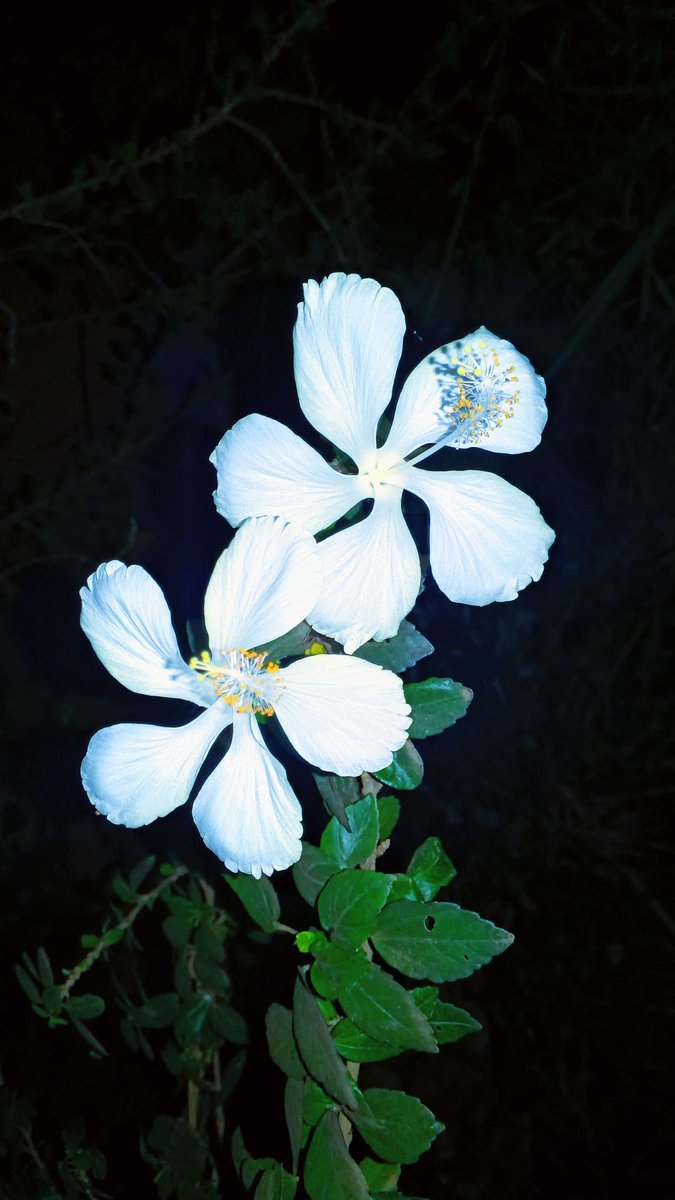 My phone gave me this over the night.