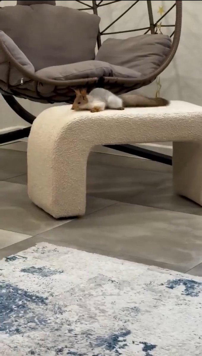 Lumi512521's tweet image. 好可愛的小松鼠闖進家裡！從餐桌叼走一顆堅果，尾巴搖搖地跑掉，還回頭看一眼～像個小調皮鬼！超療癒的自然驚喜💕 #CuteSquirrel #NatureFun #台灣 #分享 #松鼠
By Grok x 小光