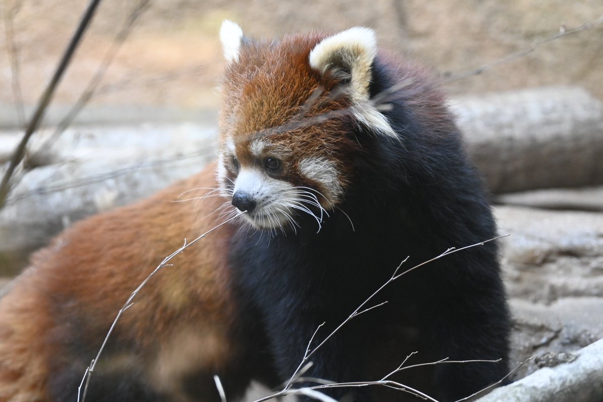 redpanda_p's tweet image. だいふく🤍

#那須どうぶつ王国
#nasuanimalkingdom 
#アジアの森
#レッサーパンダ
#redpanda
#大福
2025.11