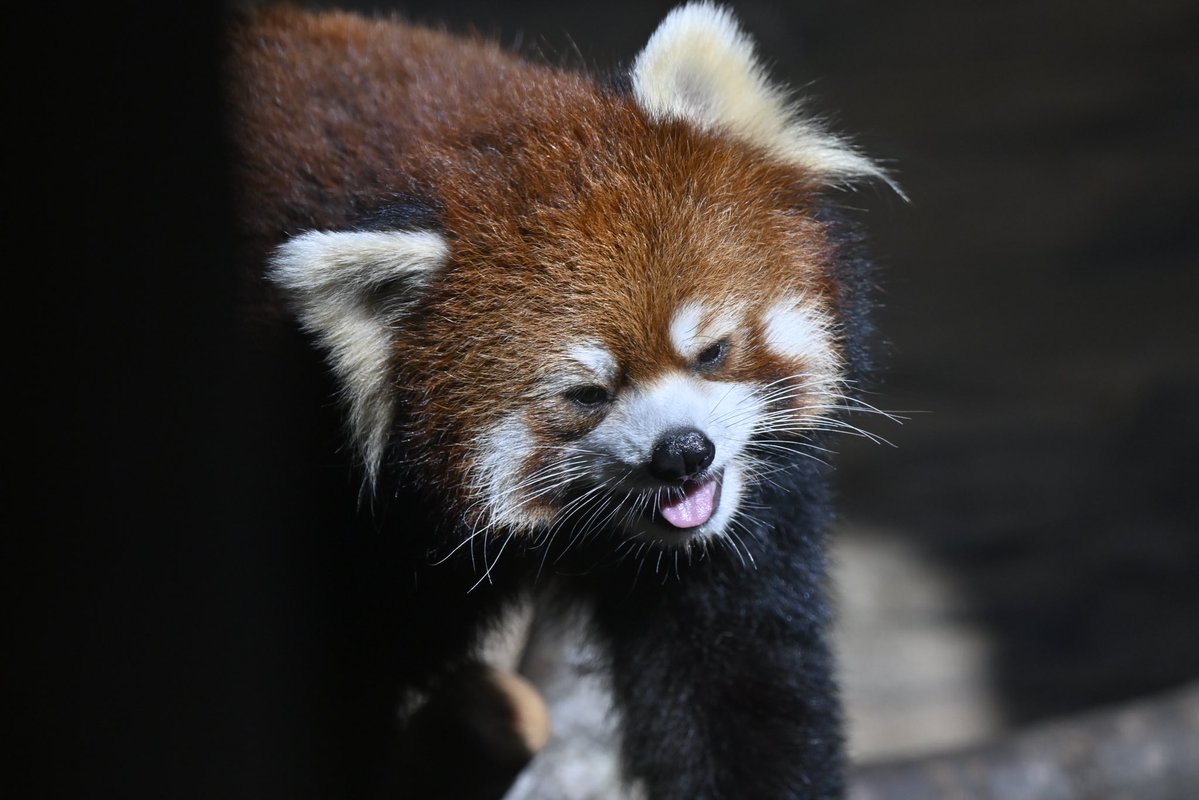 redpanda_p's tweet image. だいふく🤍

#那須どうぶつ王国
#nasuanimalkingdom 
#アジアの森
#レッサーパンダ
#redpanda
#大福
2025.11