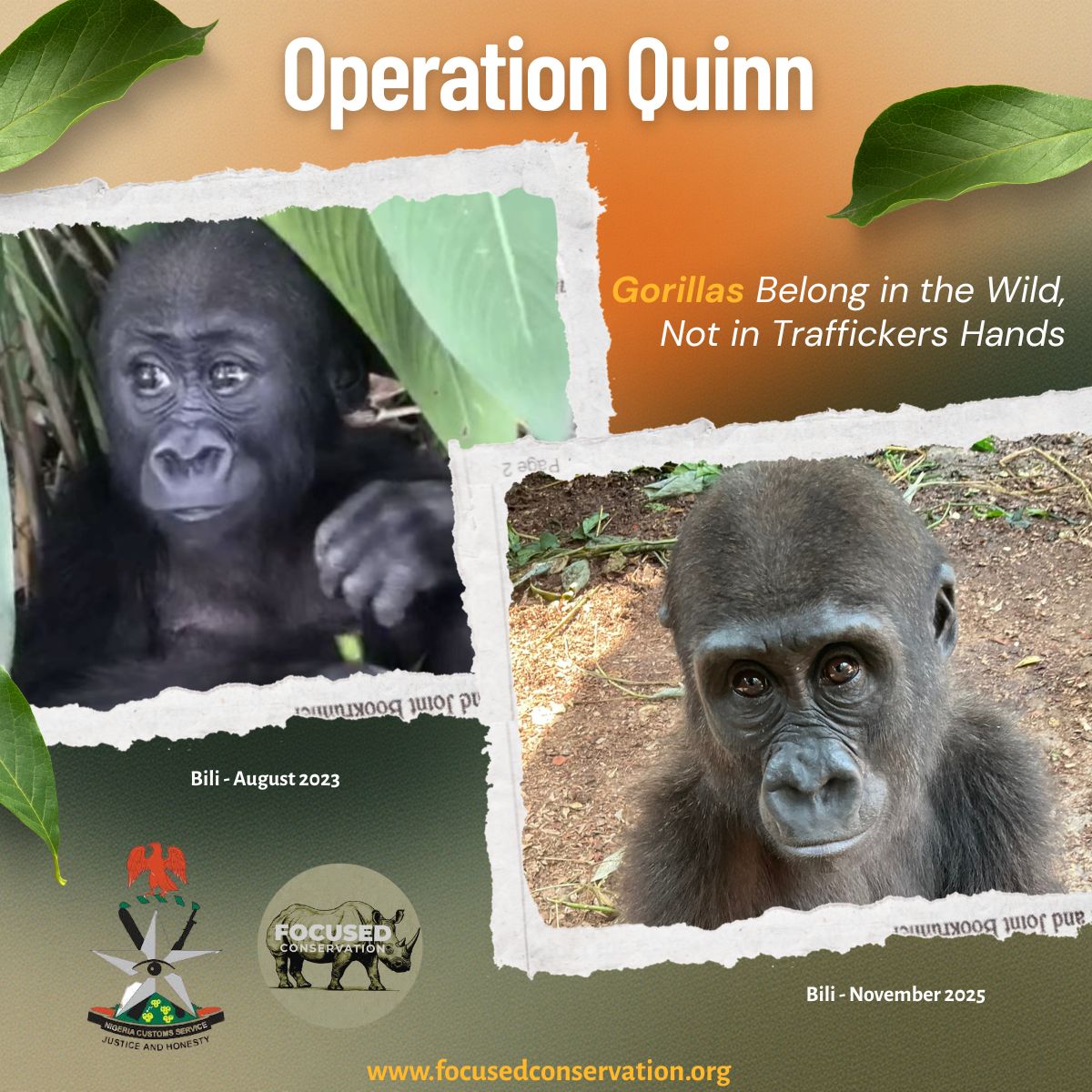 FocusedConserve's tweet image. Baby gorilla Bili was seized from wildlife traffickers in Nigeria and is now thriving at the Pandrillus Drill Ranch. Sanctuaries like this give trafficked wildlife a second chance. Support our work: pandrillus.org and focusedconservation.org

#EndWildlifeTrafficking