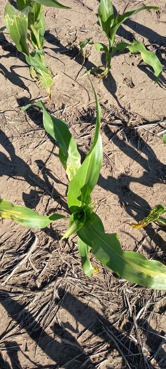 Mariano Luna tweet media