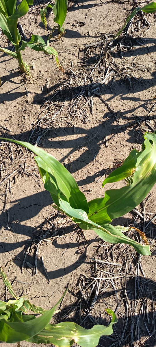 Mariano Luna tweet media