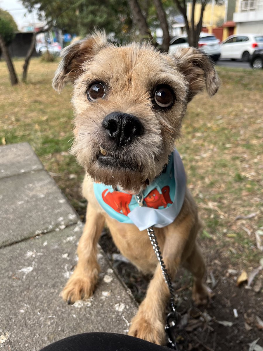 Nuestro bellísimo Oliver sigue en busca de una familia.🥹🤍

Tiene 6 años,talla chica ,protocolo completo.

#AdoptaUnPerrito
#BuscandoHogar
#PerritoEnAdopción
#AdopcionesResponsables
#AdopcionesCDMX