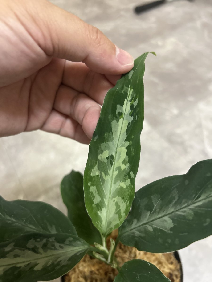 超希少❗️アグラオネマゴールデンドラゴン新葉展開中✨️ アグラオネマ