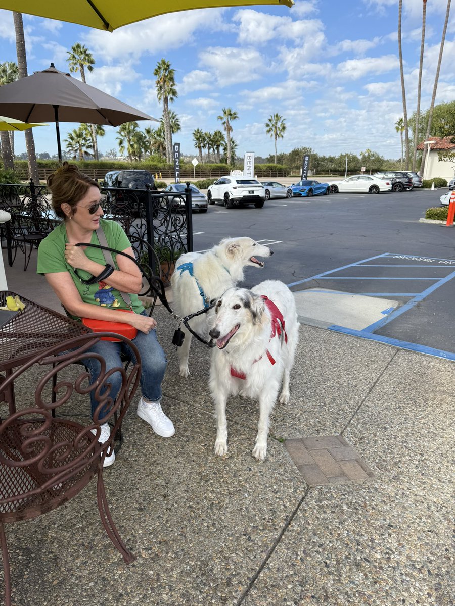 KendallAnnCurry's tweet image. I met lovely Caroline &amp;amp; her dogs Sophia &amp;amp; Teddy today. She’s from England &amp;amp; she &amp;amp; a friend rescued these dogs from a breeder in Korea. Now her friend abandoned her &amp;amp; the dogs are very expensive to feed so I gave her some money to help her out (I had to insist)🩷 #PayItForward