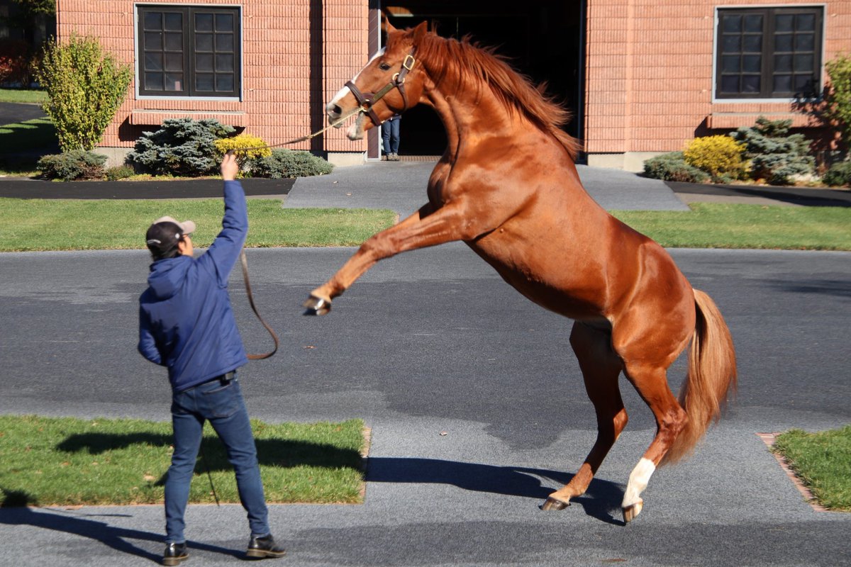 オルフェーヴル🏇