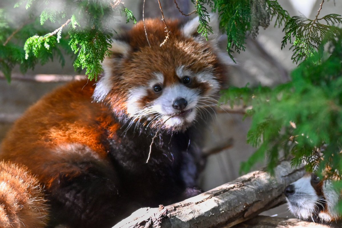 redpanda_p's tweet image. まんまるもふもふ🥹🥹

#那須どうぶつ王国
#nasuanimalkingdom 
#アジアの森
#レッサーパンダ
#redpanda
#レッサーパンダの赤ちゃん
2025.11