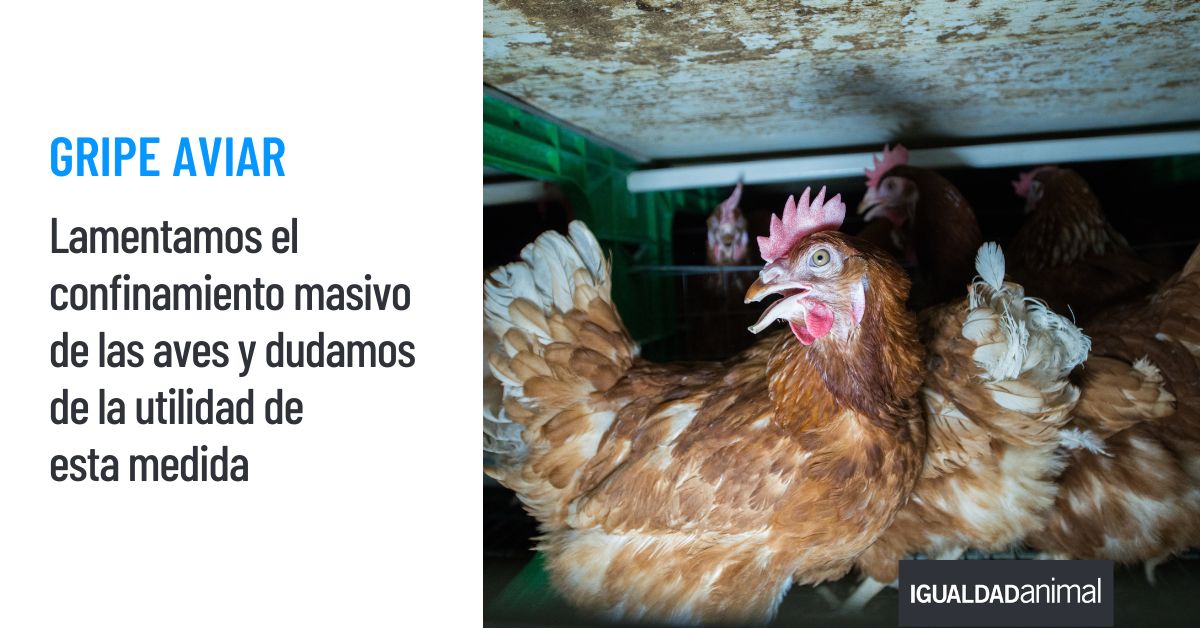 IgualdadAnimal's tweet image. Lamentamos el confinamiento de las aves decretado por el Ministerio y dudamos de los beneficios de esta medida en base a la evidencia científica. 
Esta demuestra que la #GripeAviar no se expande únicamente por las aves silvestres, sino que está ligada al modelo intensivo de…