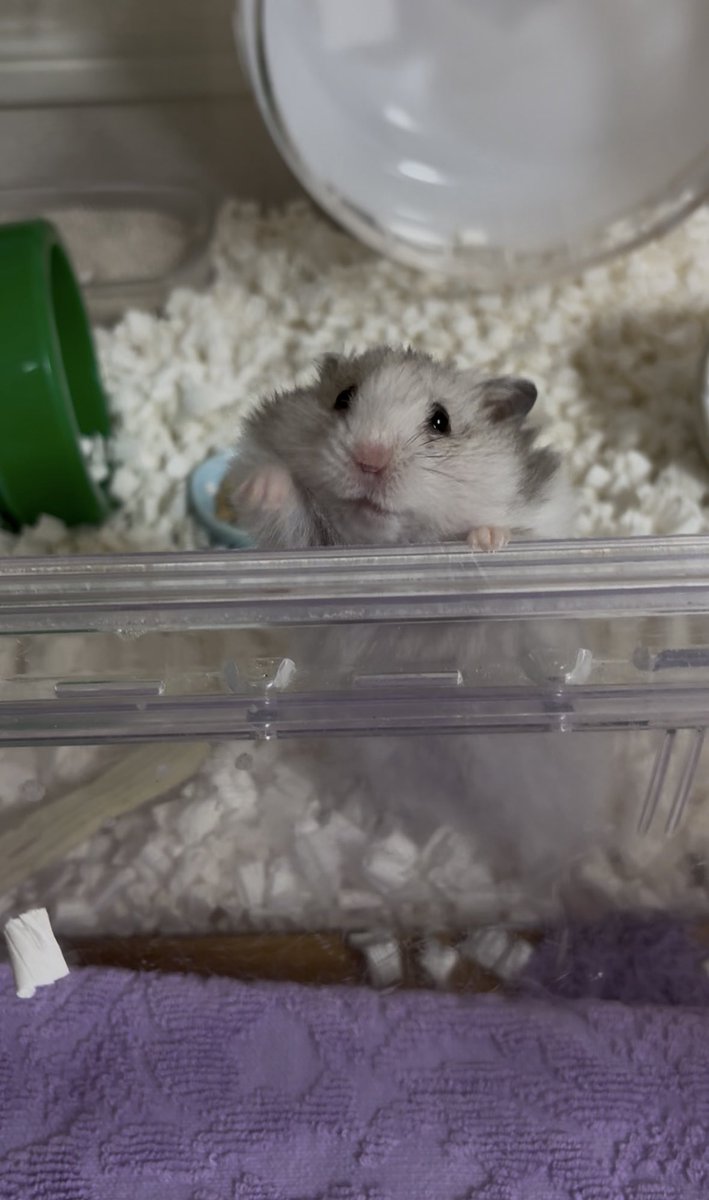 きょうのおぽこしゃん。今日もおくすりちゃんと飲めたね。えらいえらいちゃん。