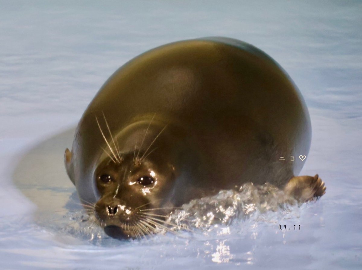 3zo0401's tweet image. あいもかわらず可愛いニコちゃん♡♡
#鳥羽水族館 #バイカルアザラシ #ニコちゃん♡