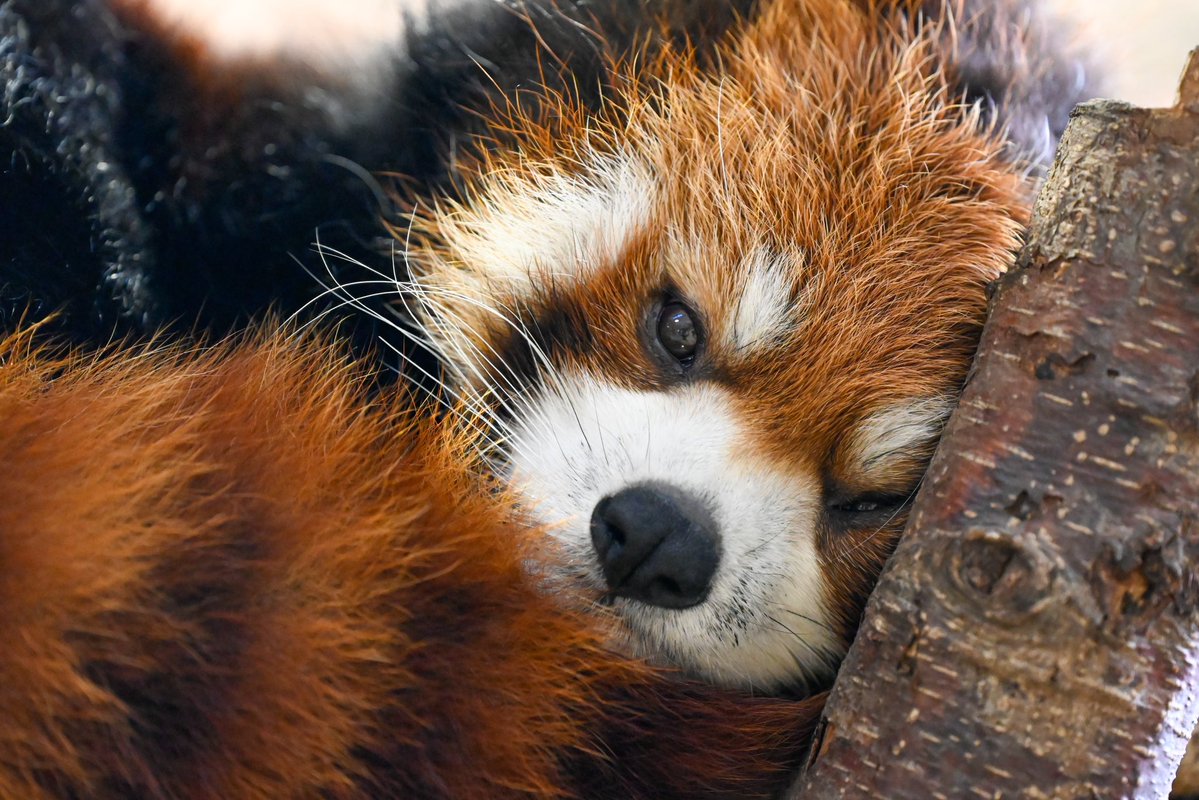 redpanda_p's tweet image. 画面いっぱいのロンちゃん、最高です

#那須どうぶつ王国
#nasuanimalkingdom 
#アジアの森
#レッサーパンダ
#redpanda
#栄栄 #ロンロン
2025.11