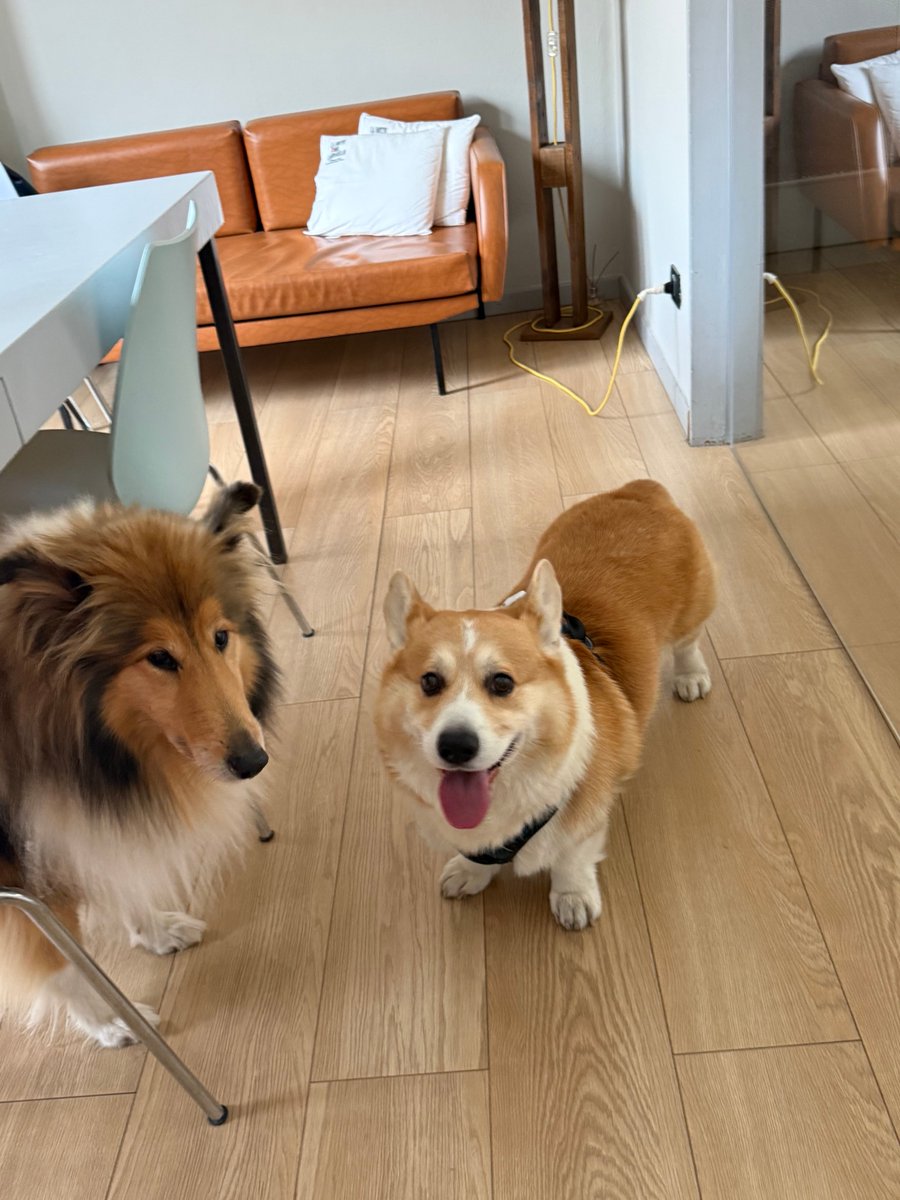 hoos_yerdaddy's tweet image. At work with Holly
.
.
.
#cheddar #corgi #welshcorgi #collie #roughcolliesofinstagram