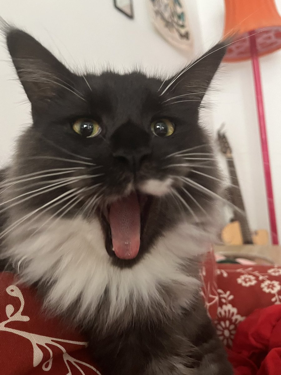 god shave the gouine tweet media