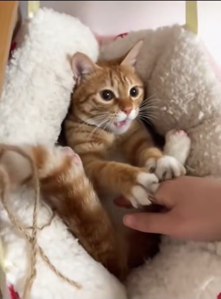 AgHorn_Gala's tweet image. 