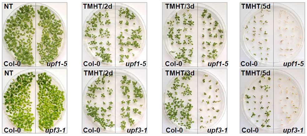 Transcription fidelity and control of alternative splicing contribute to heat stress survival in Arabidopsis (Henrik Mihály Szaker, Radhika Verma, István Szádeczky-Kardoss, et al) doi.org/10.1093/plcell… <a href="/ASPB/">ASPB</a> #PlantSci