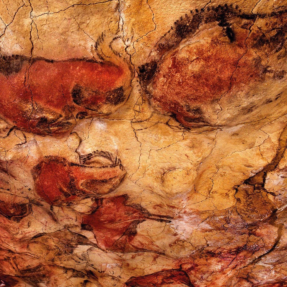 Hoy celebramos el #DíaDelPatrimonioMundial anunciando un nuevo #EpacioVínculos🦬
En él os hablaremos sobre la declaración de Altamira como Patrimonio Mundial, algo que la reconoció como una de las mejores expresiones del arte paleolítico.

📅18 nov.
➕Info cultura.gob.es/mnaltamira/que…