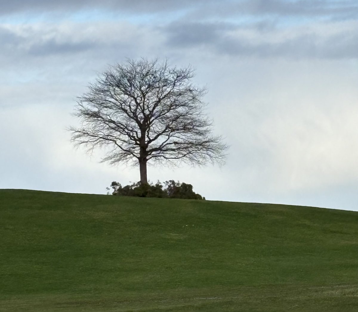 Tree of the Day close to the beach too