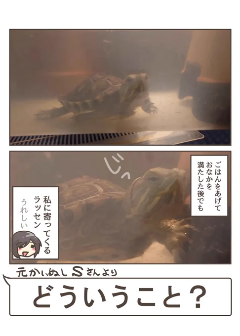 愛想 #カメのあずかりレポ漫画 
