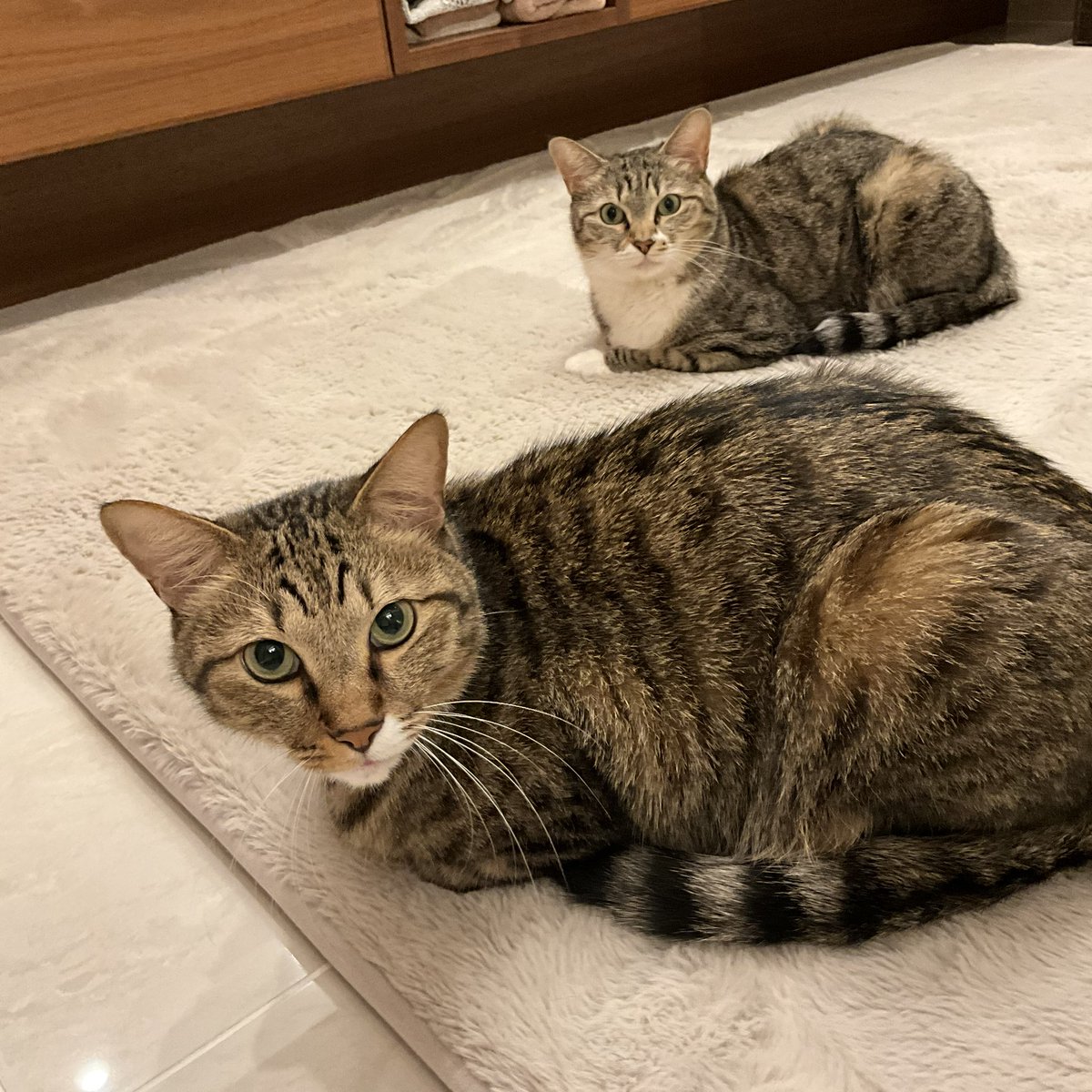 猫さん ねこさん⚡(ΦωΦ) on X