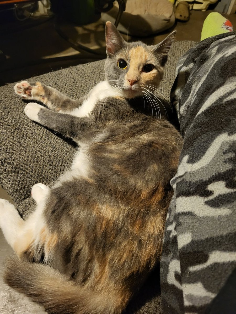 Fifi is still waiting on her forever human.
She is 7 months, spayed, utd vaccines, microchipped and FELV/FIV negative