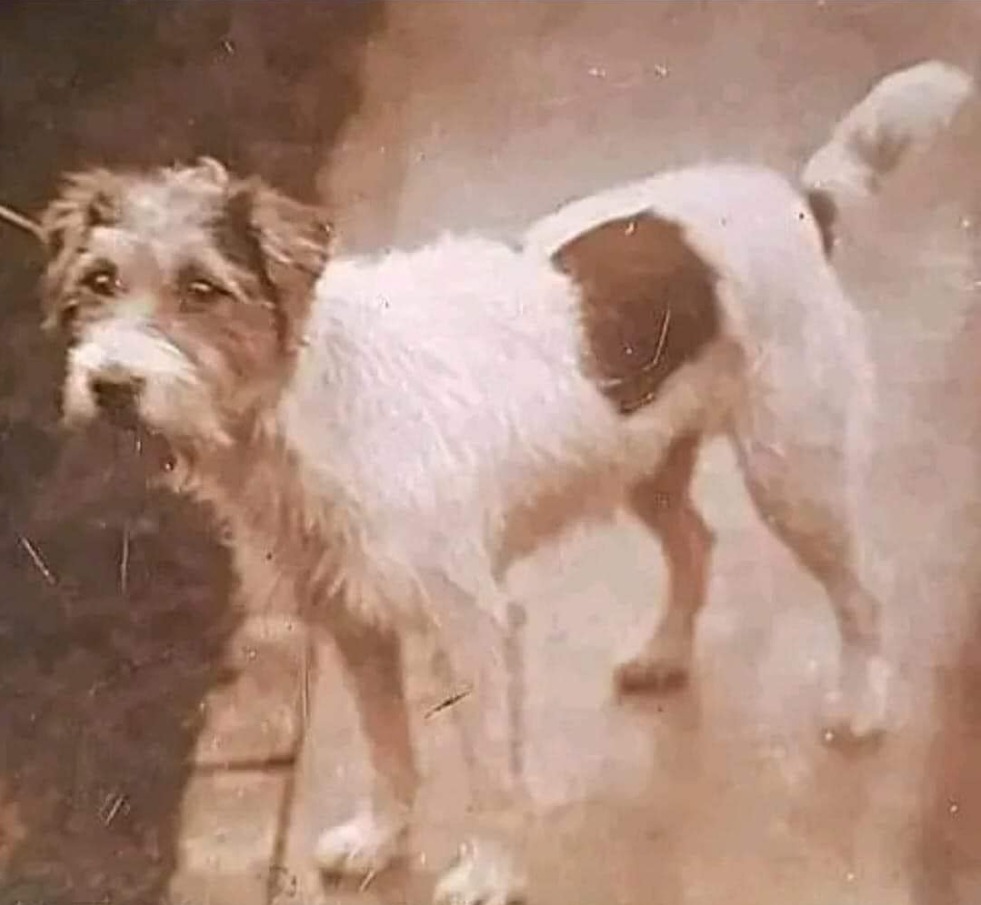 This dog's name was Gunner. My uncle brought him back from WW2. He was raised and slept under my uncle's anti- aircraft gun. The gun crew shared their rations to feed him. By the time he was 18 months old, my uncle said he would stand up and look at the sky. If he laid back down