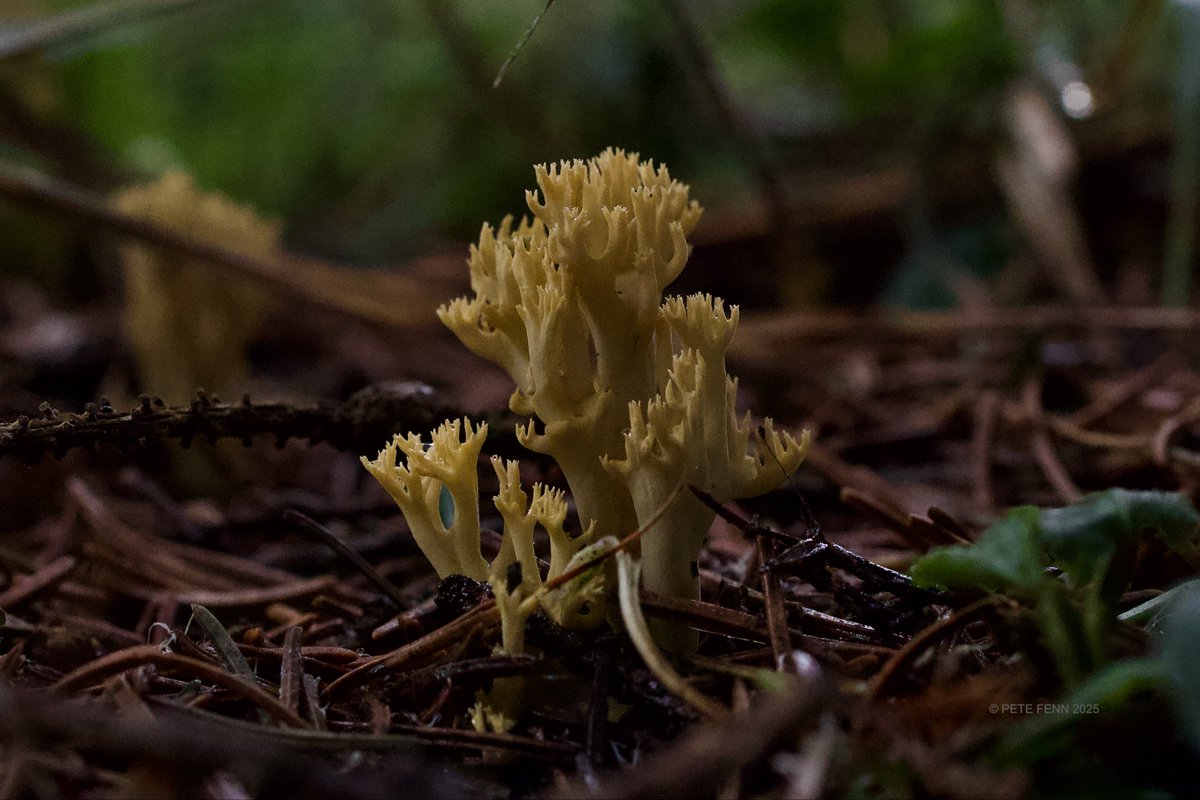 Some beautiful Coral Fungus in our local woods #FungiFriday