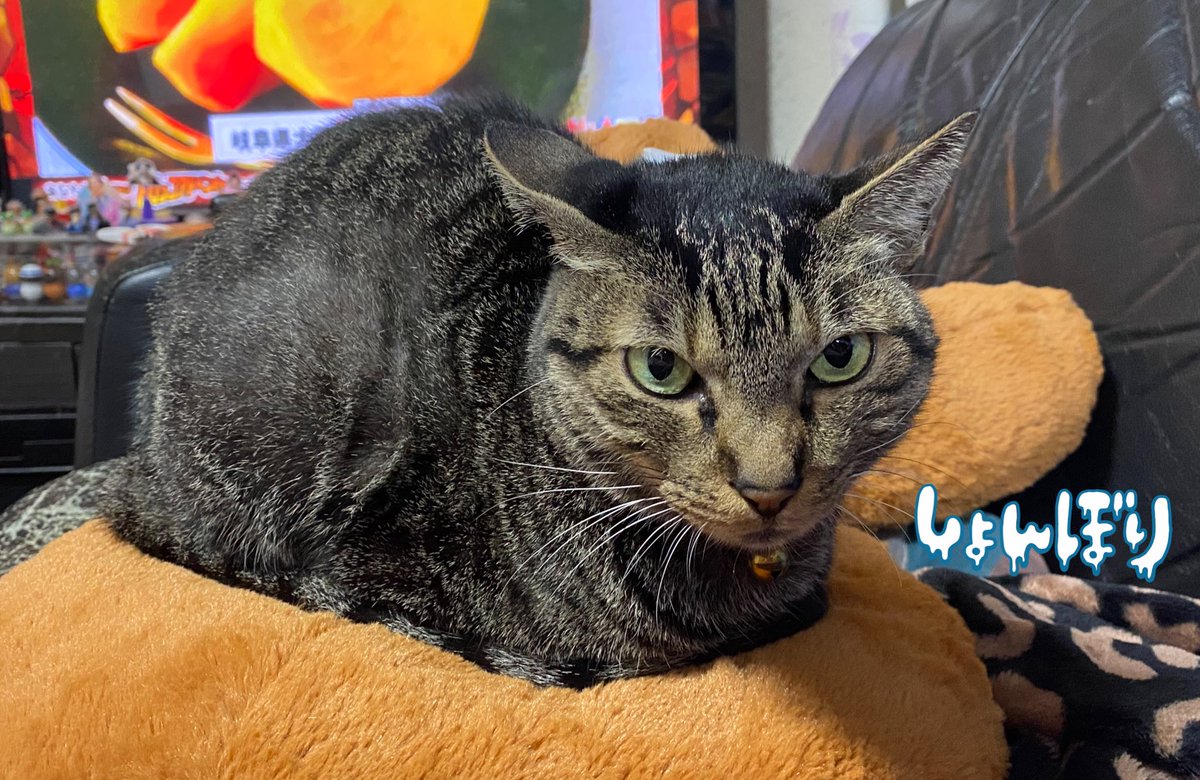 緊急入荷❗早い者勝ち❗無くなり次第終了❗ twentyforce🦓🥶 (@twentyforce) / Posts / X