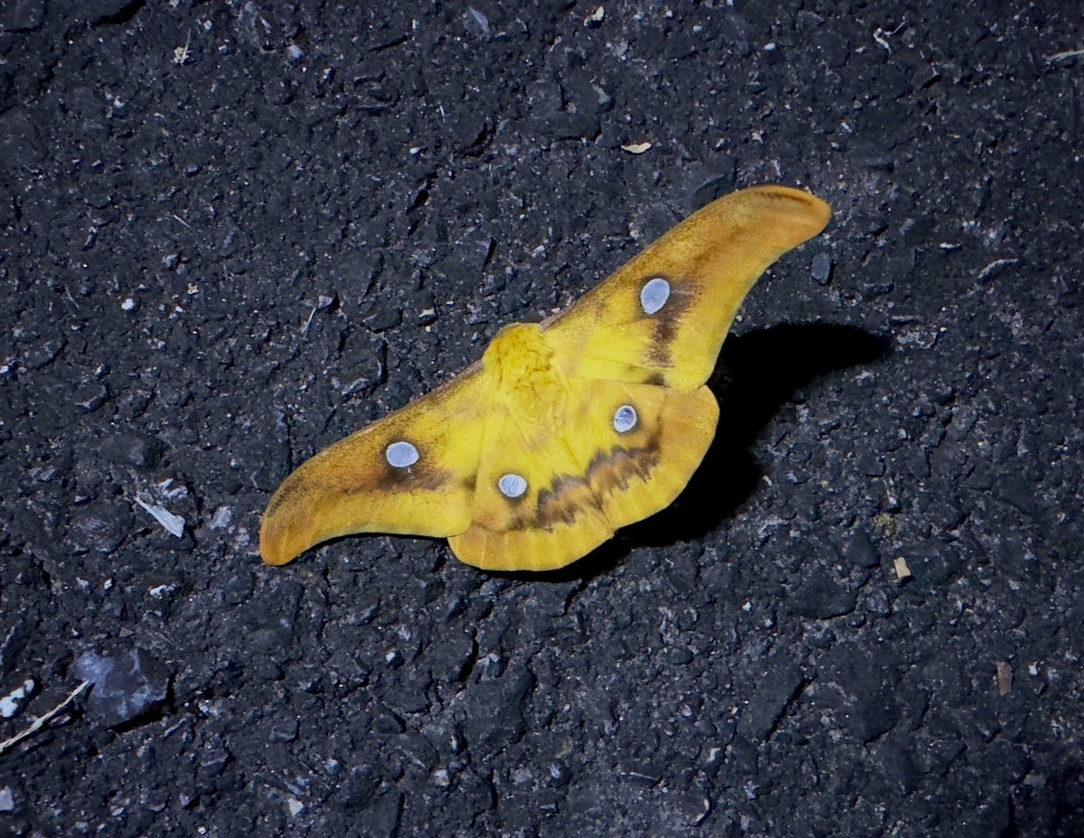 isabellae1108's tweet image. ウスタビガ♂
黄色一色にはほど遠いが
今宵のイケてる個体⤴️