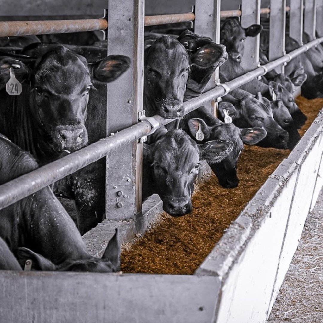 Performance Livestock Analytics tweet media