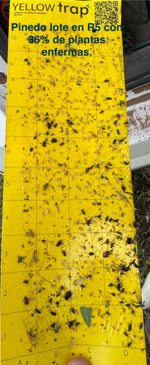 Trampa en lote de maíz primavera 🤦🏻‍♀️ llena de Dalbulus.