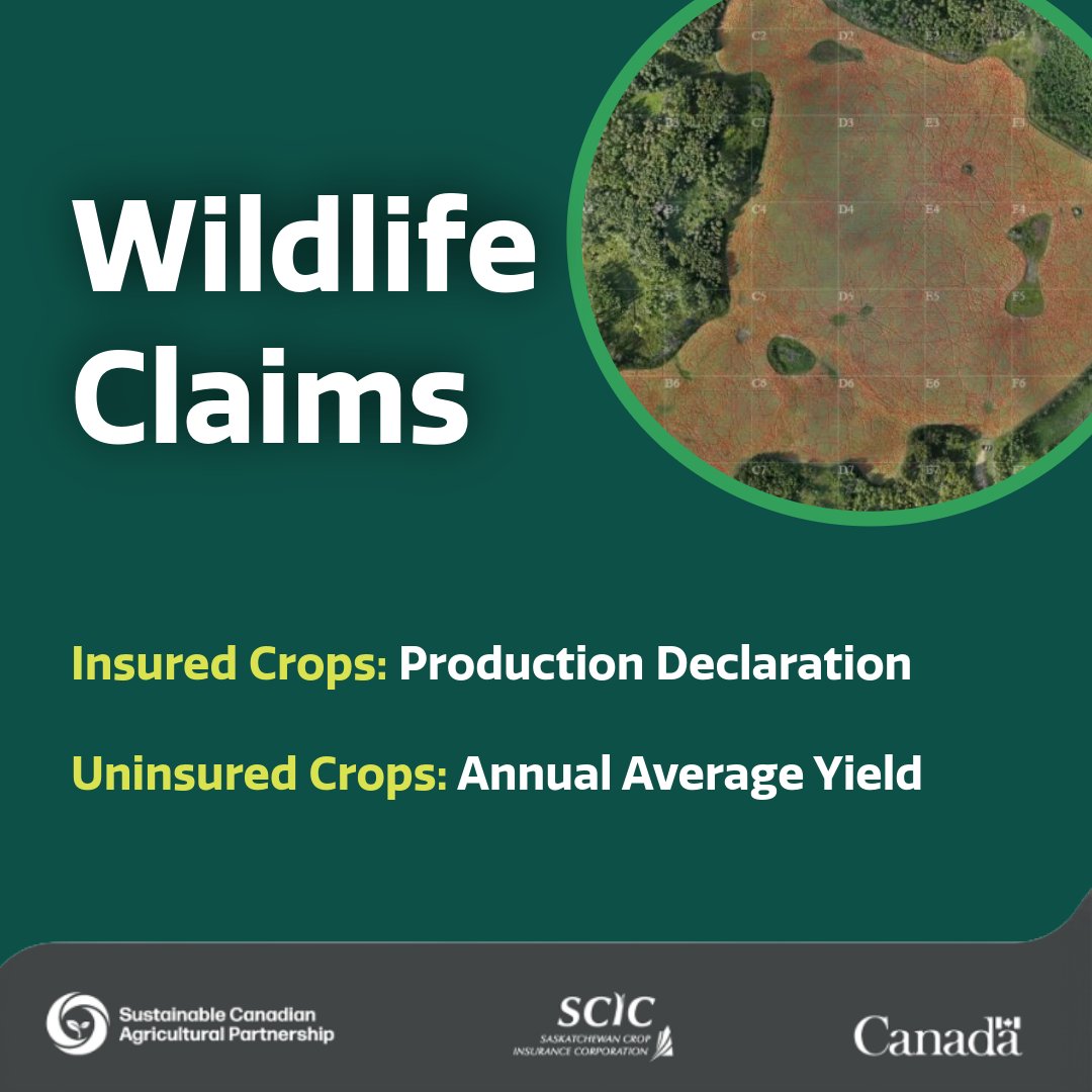 When wildlife damage occurs, claims are calculated based on the lost yield across the total damaged acres.

Insured: Determined using the production declaration submitted by the producer. 
Uninsured: Based on the annual average yield of insured acres. 
🔗bit.ly/48ho6QJ.