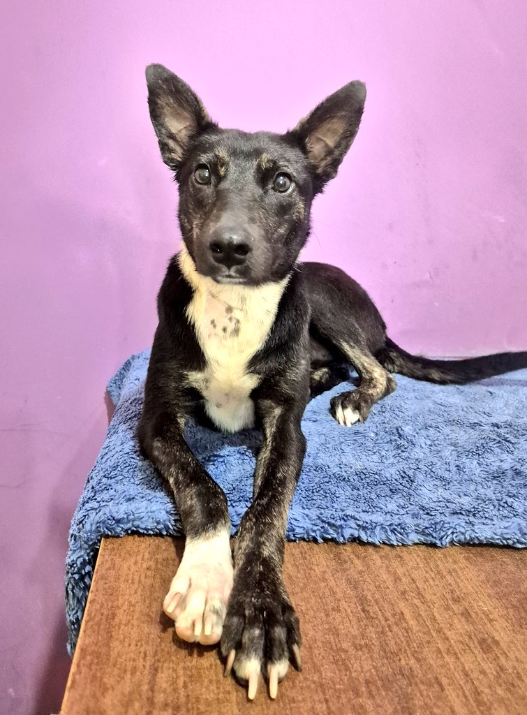 aaguvolpato's tweet photo. - Por qué tan elegante Melbita? 
- Es que hoy me adoptan, muchacho https://t.co/2pKhhRk3di