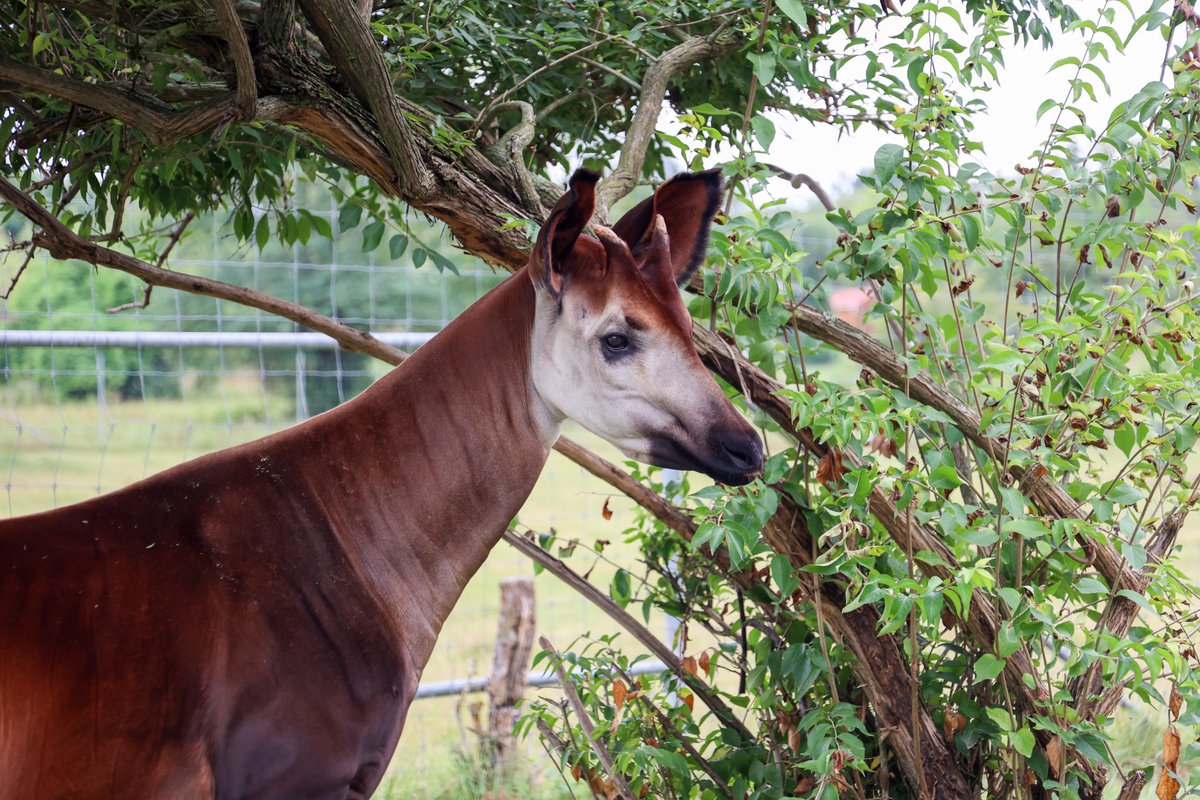 nashzoovet's tweet image. Gallop on up to our #VeterinaryCenter this morning at 9AM to see our #Okapi &apos;Mosi&apos; for his dental extraction!