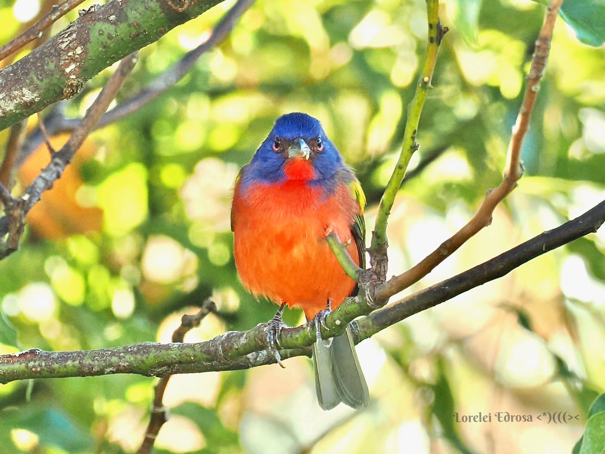 Being judged by a male painted bunting this morning 😳
FL., USA